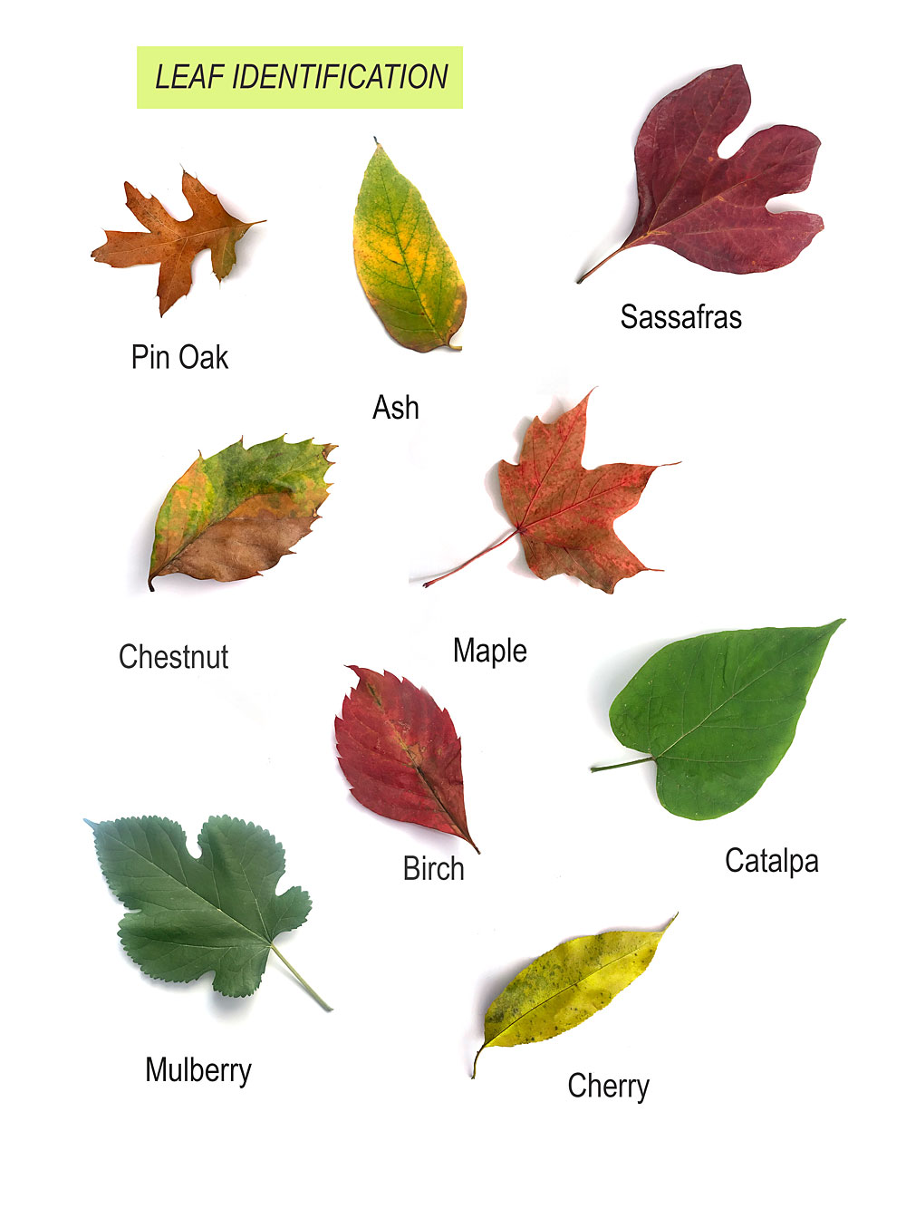 quick guide to tree identification by leaf